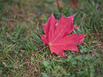 I will try to enjoy fall this year, so I`ll hate only one season.