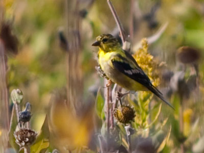 I got some long distance photos with my close up lens.