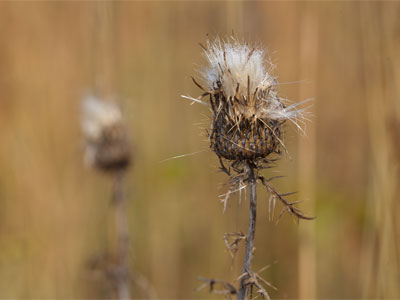 Thistle be the last picture of the day.