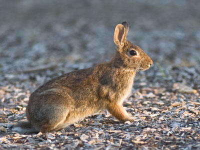 Be vewwye kwyitt!  I`m huntin wabbit.