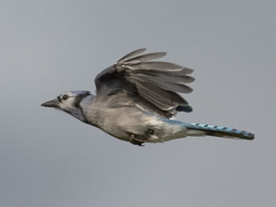 The chances of getting a photo like this are slim, but go ahead and push the button and you might just get lucky.