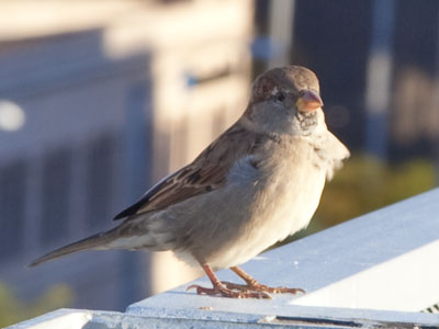 The bird seem confused to find me on its level.