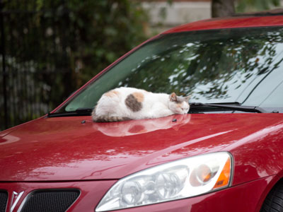 Hood ornament.