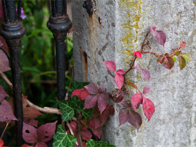 Red is a warning from nature:  winter is coming.