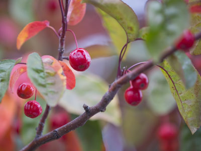 Birds don`t eat them.  That`s a bad sign.