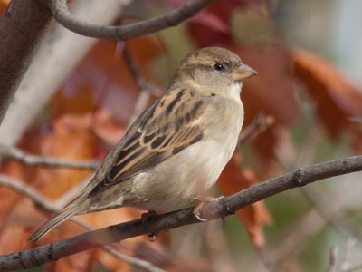 A nature photo taken in the middle of the city.