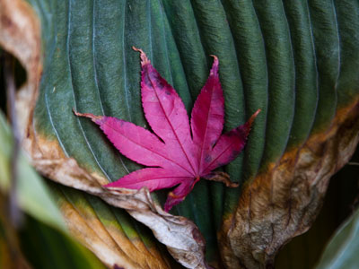 Sorry, I don`t rake.