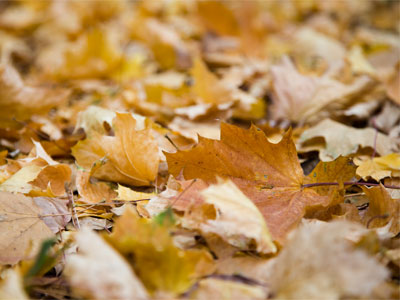 I don`t like leaves, but they`re better than snow.