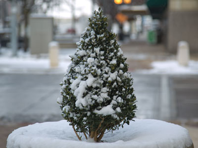 It`s beginning to look a lot like you know what.