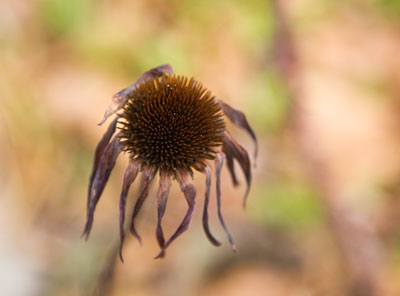 The lesson that nature teaches is that death is part of life.