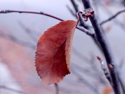 Using the baby camera, I see how the other half lives.  Taking a good picture is hard with consumer equipment.