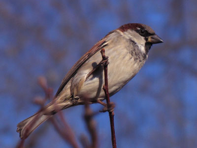 Birds are easy targets for my camera.