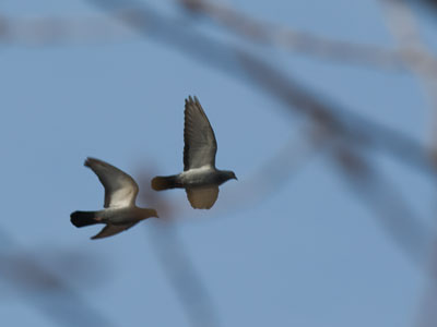 I took pictures with my big camera and lens today.  The baby camera could`ve never gotten a shot like this.