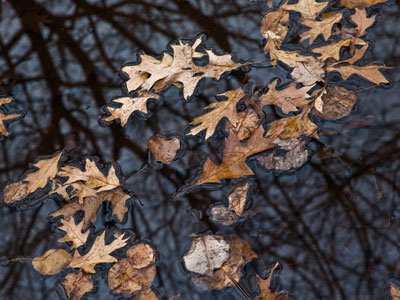 Down and out, but others are up and coming in the spring.