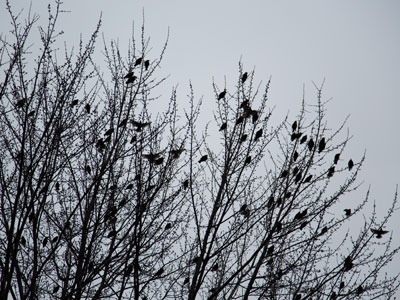 Birds of a feather freeze together.