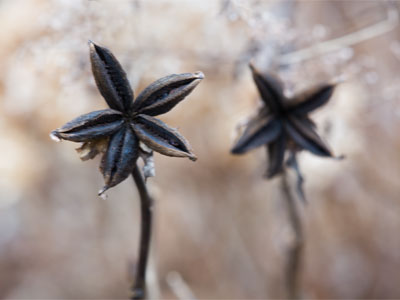 Winter flowers.