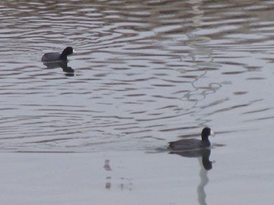 A couple of coots came south to visit Ohio for the winter.  They`d dive into the water and stay under a LONG time.