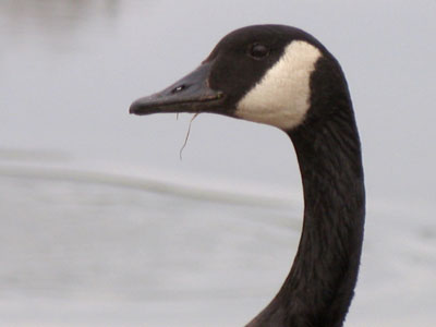 Wipe your beak.