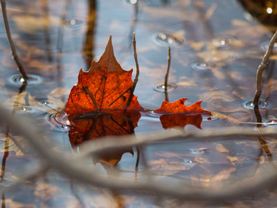 Remnants of autumn past.
