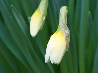 Tomorrow`s daffodils.