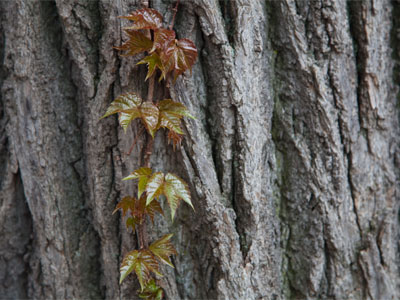 I couldn`t sleep because this tree was barking all night.