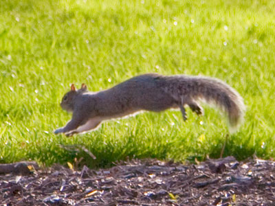 Who wants to see a squirrel sitting still?