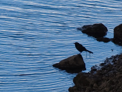 I`m much more interested in this bird than it is in me.
