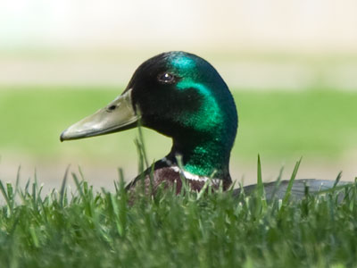 Green with envy.