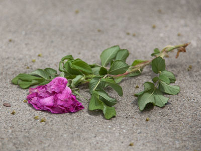 Beauty is fleeting.