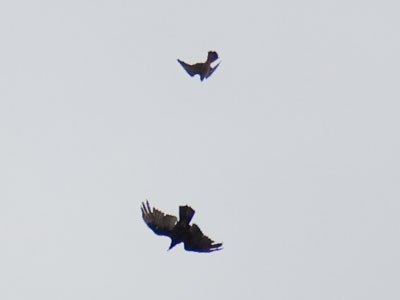 More bitter bird fights over downtown (see May 4 above).  It`s the small birds that attack the large ones.