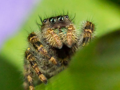 There was a spider among the spiderwort this morning.  My reflection can be seen in its numerous eyes.