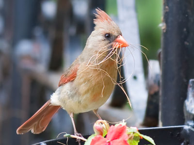 Oh, the skies they are blue, the fields are green, and the birds in your nest will soon be seen! PAUL LAURENCE DUNBAR