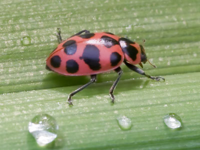 Among the dewdrops.