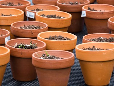 I walked past these pots on Tuesday and Wednesday, but stopped to take a photo on Thursday.