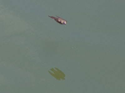 Coming in low over the Great Miami River.