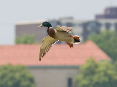 Urban waterfowl.