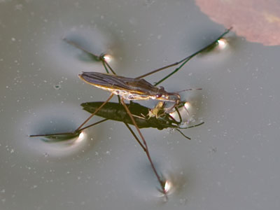 Water striders are our friends:  they eat bugs but not us.