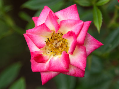 Your Rose of Today.