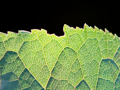Leafy landscape.