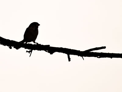 I just sat and watched the birds for a while this morning.