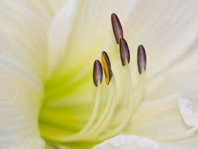 Keeping up with the Jones Street lilies.