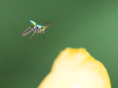It sounds impossible, but I`ve seen it many times.  A bug is sitting on a flower before and after I take a photo, but it jumps up at the very moment the picture is taken.