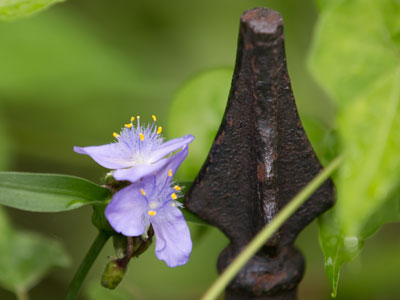 This fence will exist longer than this flower, but flowers will exist longer than fences.
