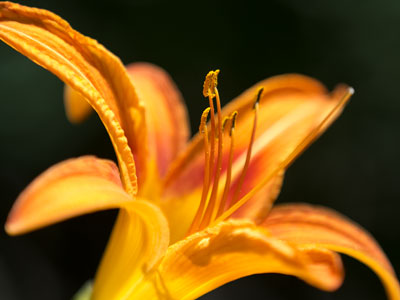 im gonna rise up be a trumpet in the morning. ARTHUR BROWN
