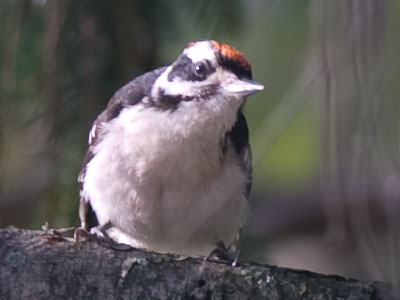 This species of woodpecker isn`t supposed to be in Ohio.