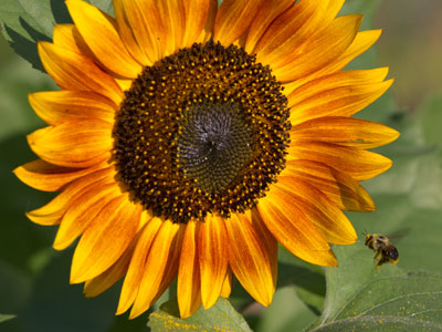 Your daily sunflower AND your daily bee in the same shot.