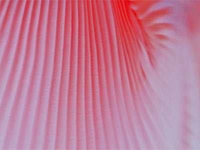 Detail of Kelley`s dress.