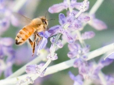 Honeybees are a rare sight this year.