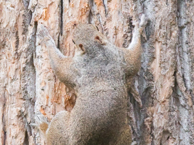 What squirrel?