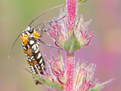 Your daily bug.